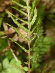 Blechnum zeelandicum. Fertile frond with decurrent pinnae distally, and stalked lateral pinnae proximally, the latter each with basal acroscopic lobes.
 Image: L.R. Perrie © Te Papa CC BY-NC 3.0 NZ